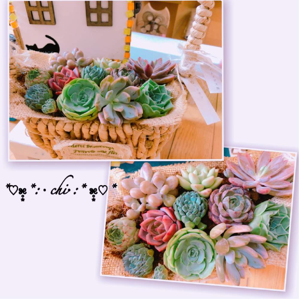 階段/廊下の画像 by ✿೫̥͙*:・千砂・:* ೫̥͙✿さん | 階段/廊下と多肉 ヒロセンと多肉 シャロルローズと多肉 レオナと多肉 アルビデリーと多肉 シュガーローズと多肉女子とアイボリー。とパキフィトイデスと花のある暮らしとアメチスチヌム 多肉と丸葉ロマンと多肉 シャロットとパキベリア パキフィトイデス錦