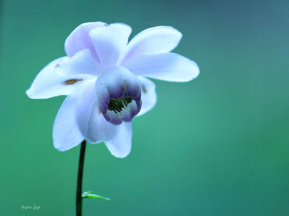 お出かけ先の画像 by ぱんださん | お出かけ先と六甲高山植物園とcanonとお花大好き♡と花のある風景と一眼レフとありがとうと穏やかな心とやさしさと夏でも元気な花フォトコンと背景ボケとレンゲショウマの花と神戸