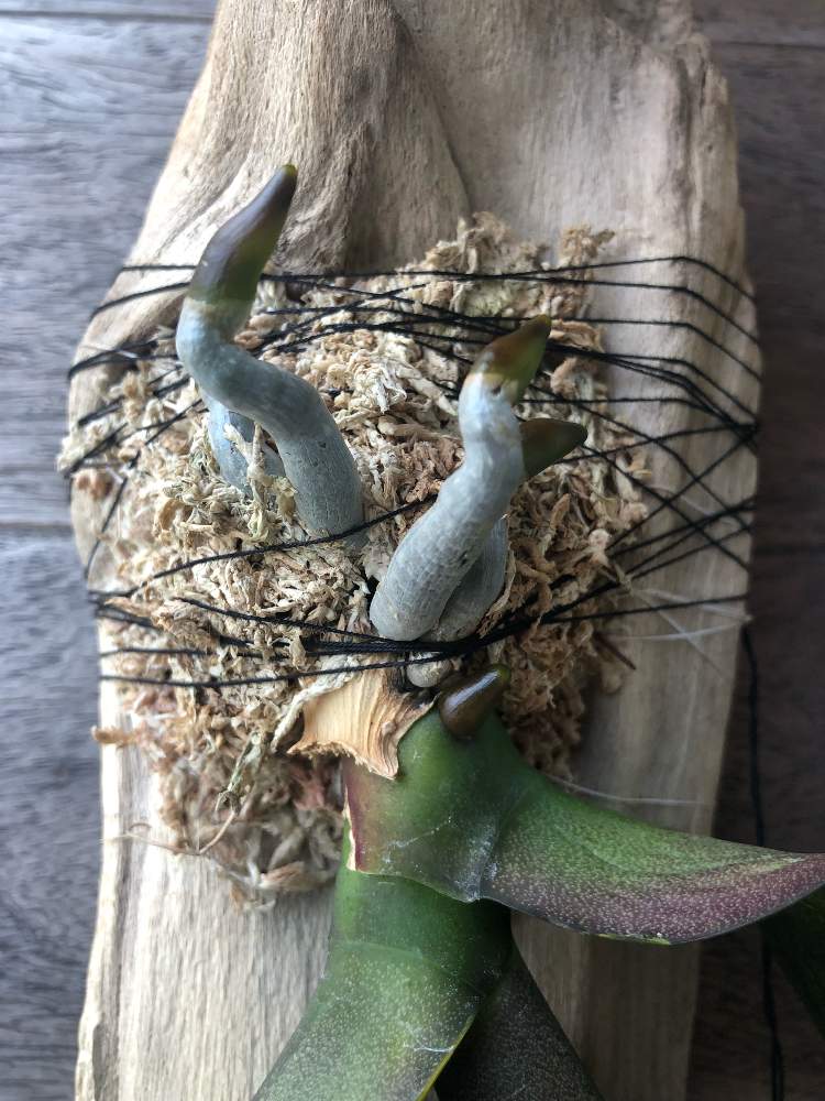 玄関の画像 by komiya420さん | 玄関と胡蝶蘭と着生植物と観葉植物と植物男子と着生ランと胡蝶蘭。とgs初心者と癒しと酒のために植物を育てるとGS映えと植中毒と完全に植中毒と植物中毒と新芽キタ━(゚∀゚)━!と根っ子フェチと新芽