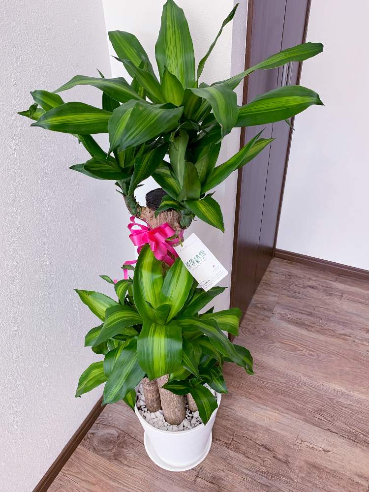 の画像 by pipiさん | みどりのある暮らしと観葉植物と癒しと心落ち着くとGS映えとGS日和ときれいと元気に育て!とかわいい