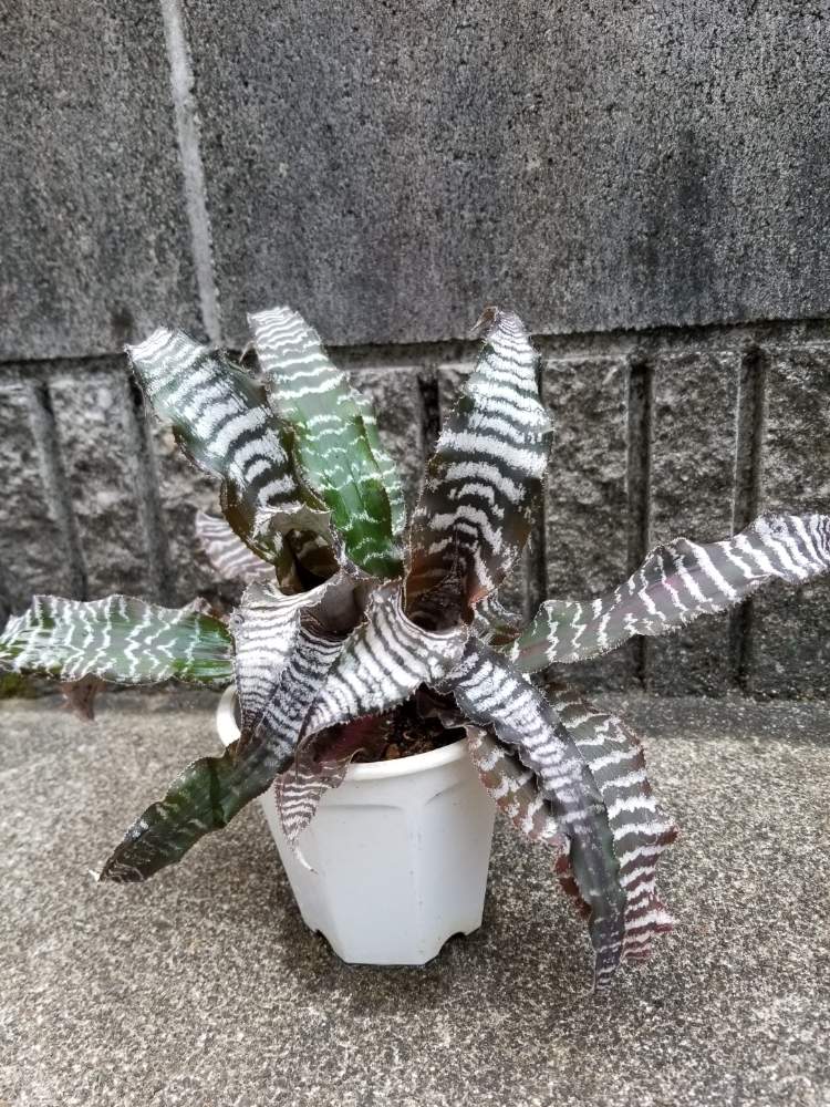 テラスの画像 by sorahakuさん | テラスとクリプタンサスとクリプタンサス ブラックミスティックと着生植物と植物のある暮らしと着生と植中毒と癒し空間と多肉女子と珍奇植物といやされるとエアプランツと根っこフェチとパイナップル科と勉強中
