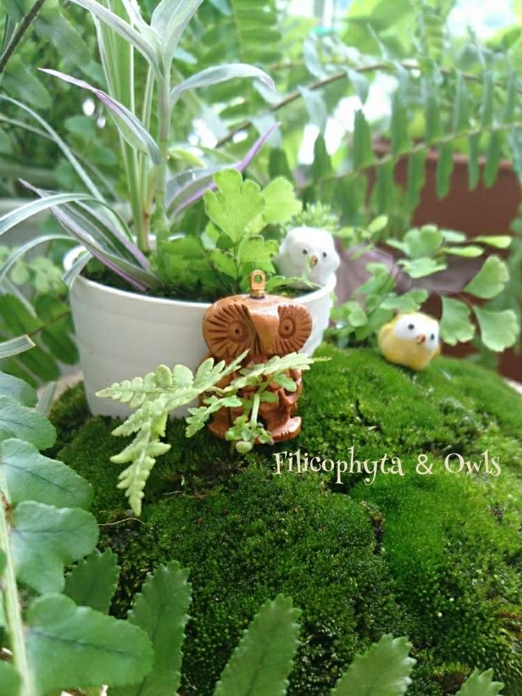 バルコニー/ベランダの画像 by シエラさん | バルコニー/ベランダとシダとフクロウ祭とネフロレピス属と観葉植物と苔 (コケ)と普及シダを愛でる会と緑のある暮らしと幸せを呼ぶフクロウ祭り