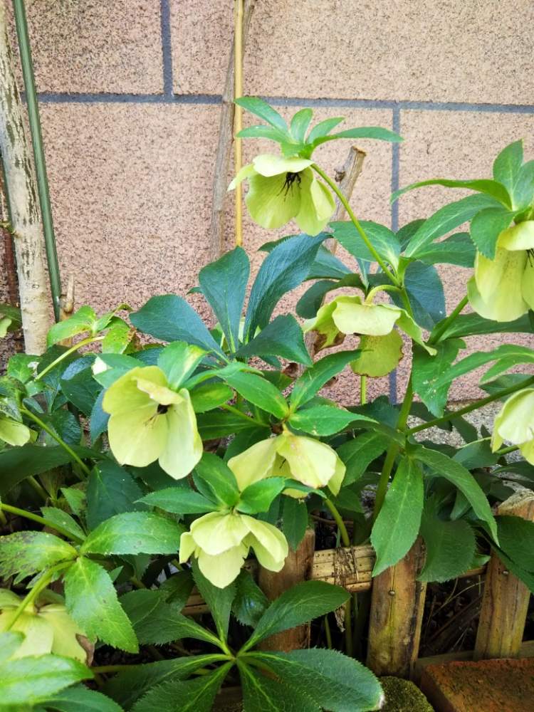 お出かけ先の画像 by C&Tさん | お出かけ先とお散歩中とご近所さんとお散歩先と二人でお散歩