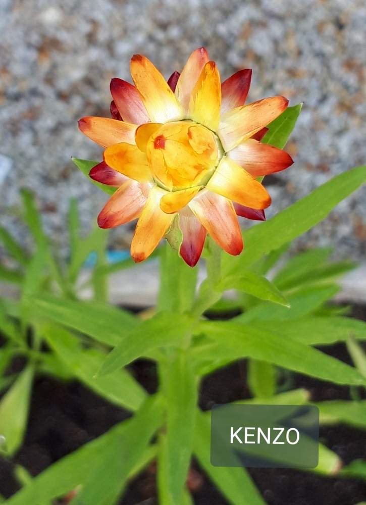 小さな庭の画像 by SENTIMENTAL-BOYさん | 小さな庭と観葉植物と植物のある暮らしと山野草と梅雨明け楽しみと植え付けとワイルドフラワーの種類と庭のある暮らしと季節の変わり目と鉢植えと花好きと花のある暮らしと春夏秋冬と暮らしの仲間たちと高山植物類