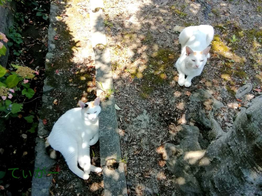 小さな庭の画像 by ティガーさん | 小さな庭とガクアジサイと額紫陽花と僕は吉(=^・・^=)と黒鉄黐(雄株)と私はちょこ((≡゚♀゚≡))とクロガネモチ(雄株)と花のある暮らしと植物好きと我が家の王子と姫