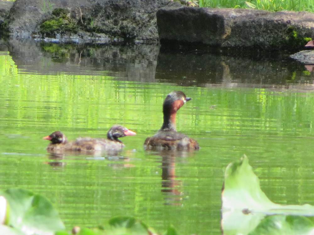 お出かけ先の画像 by 花子さん | お出かけ先とスイレンと懲りない私と神代植物公園と野鳥のいる景色とちっちゃ‼︎