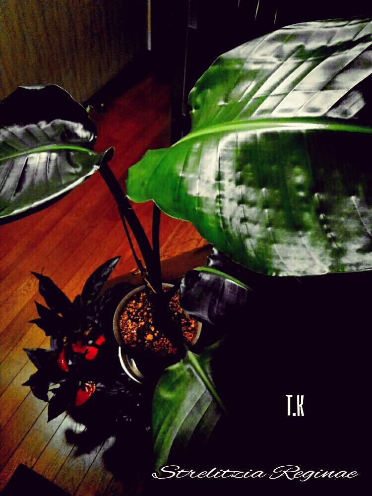 階段/廊下の画像 by T.Kさん | 階段/廊下と観葉植物を楽しむと観葉植物と植物男子とストレリチア。とストレリチア・オーガスタ