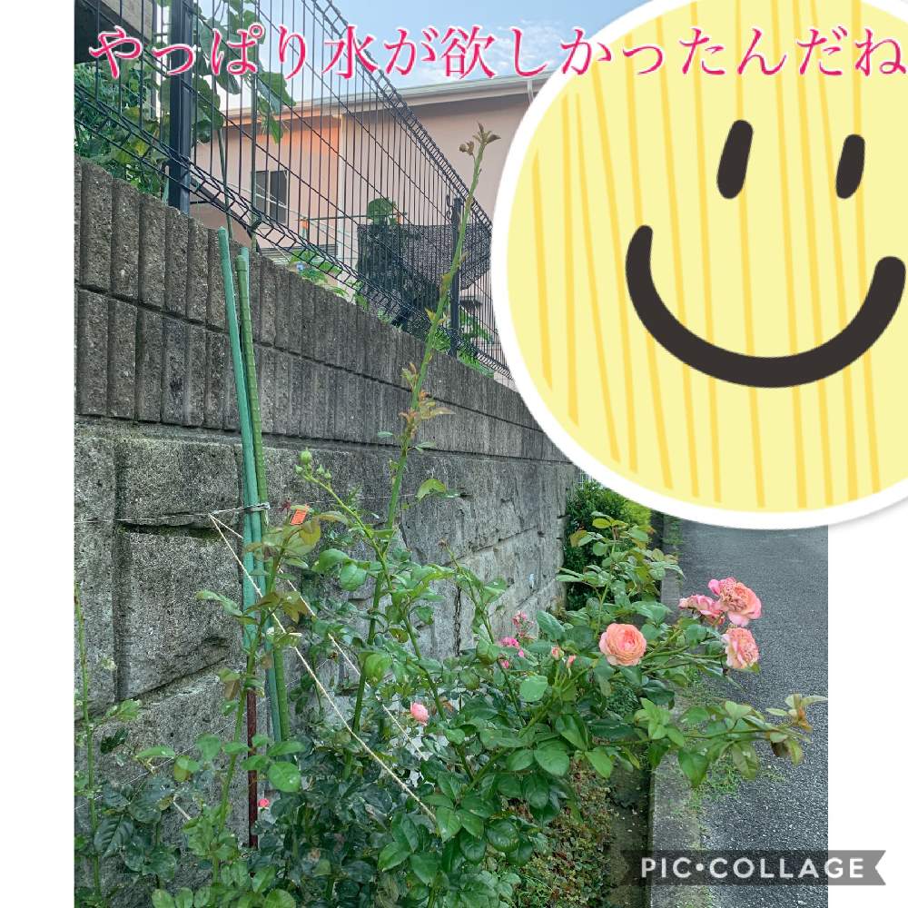 小さな庭の画像 by Rosarian Prince ラビたむさん | 小さな庭とYouTubeとキュンキュン乙女倶楽部とミニバラ愛好会と三田グリーンネットとオーガニックローズとopen gardenと水切れバラとオープンガーデンと水切れに注意!と無農薬バラと水切れとケルナフローラと花のある暮らしとバラ愛同盟とロザリアン