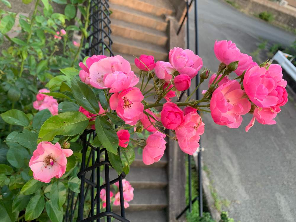 小さな庭の画像 by 自然農法バラ栽培 Natural farming rose cultivationさん | 小さな庭とYouTubeとバラ初心者とキュンキュン乙女倶楽部とミニバラ愛好会と薔薇アンジェラと三田グリーンネットとオーガニックローズとopen gardenとバラの植え方とオープンガーデンと無農薬バラと花のある暮らしとバラ愛同盟とロザリアンとアンジェラ♪とゼオライトと酢酸カルマグと強力キトサン液と蟹殼堆肥と蟹殼入り肥料