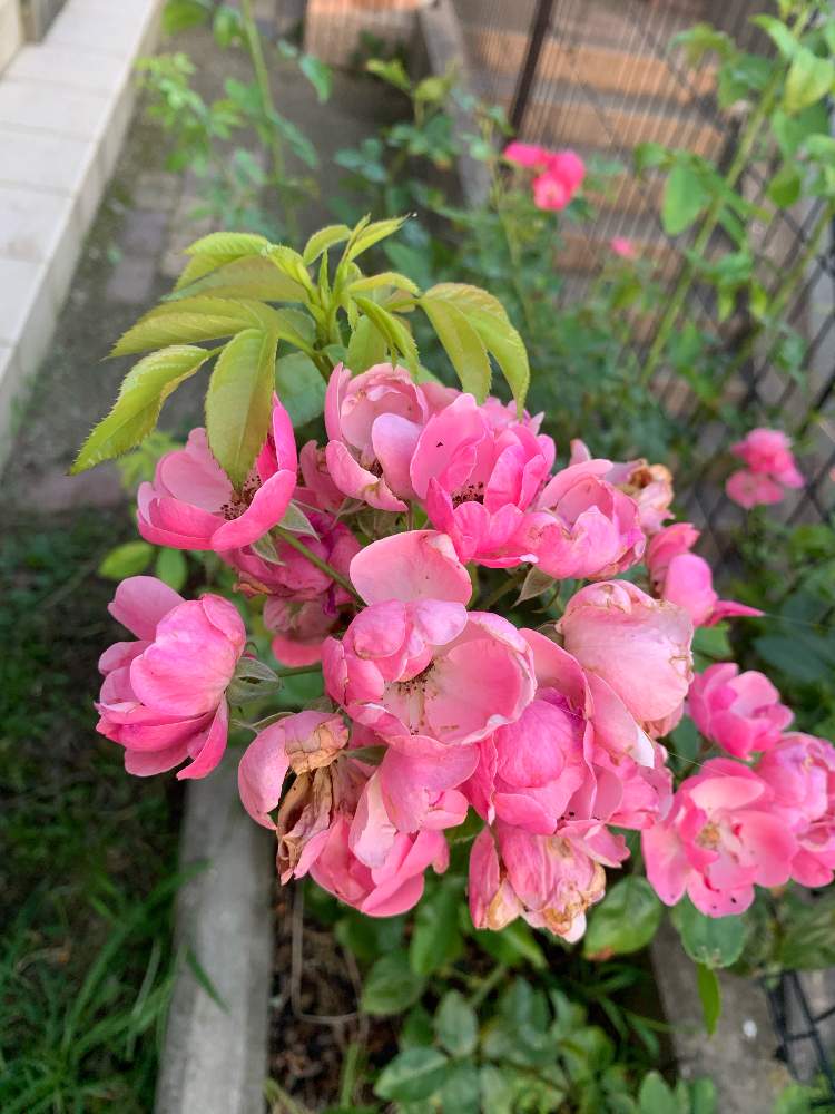 小さな庭の画像 by 自然農法バラ栽培 Natural farming rose cultivationさん | 小さな庭とYouTubeとバラ初心者とキュンキュン乙女倶楽部とミニバラ愛好会と薔薇アンジェラと三田グリーンネットとオーガニックローズとopen gardenとバラの植え方とオープンガーデンと無農薬バラとバラ愛同盟とロザリアンとアンジェラ♪とゼオライトと酢酸カルマグと強力キトサン液と蟹殼堆肥と蟹殼入り肥料