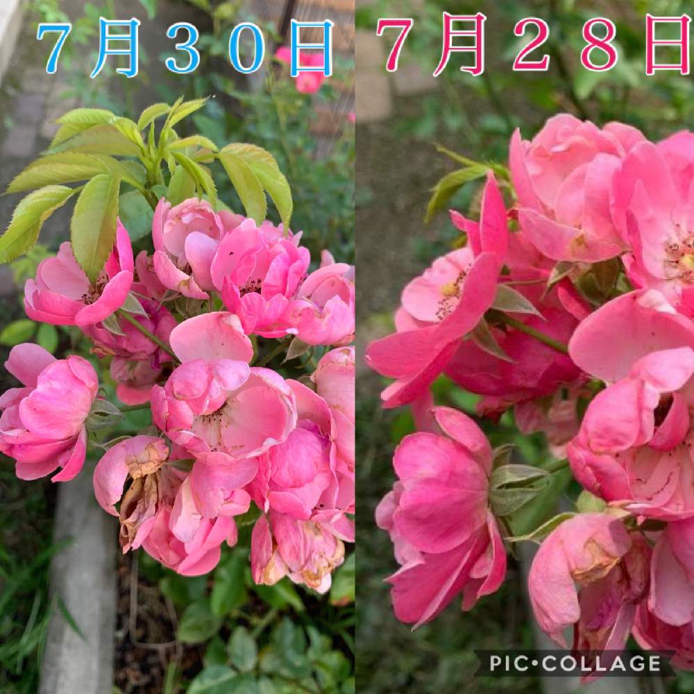 小さな庭の画像 by 自然農法バラ栽培 Natural farming rose cultivationさん | 小さな庭とゼオライトとYouTubeとキュンキュン乙女倶楽部とミニバラ愛好会と酢酸カルマグと三田グリーンネットとオーガニックローズと強力キトサン液とバラの植え方とオープンガーデンと蟹殼堆肥と無農薬バラと蟹殼入り肥料と花のある暮らしとバラ愛同盟とロザリアン
