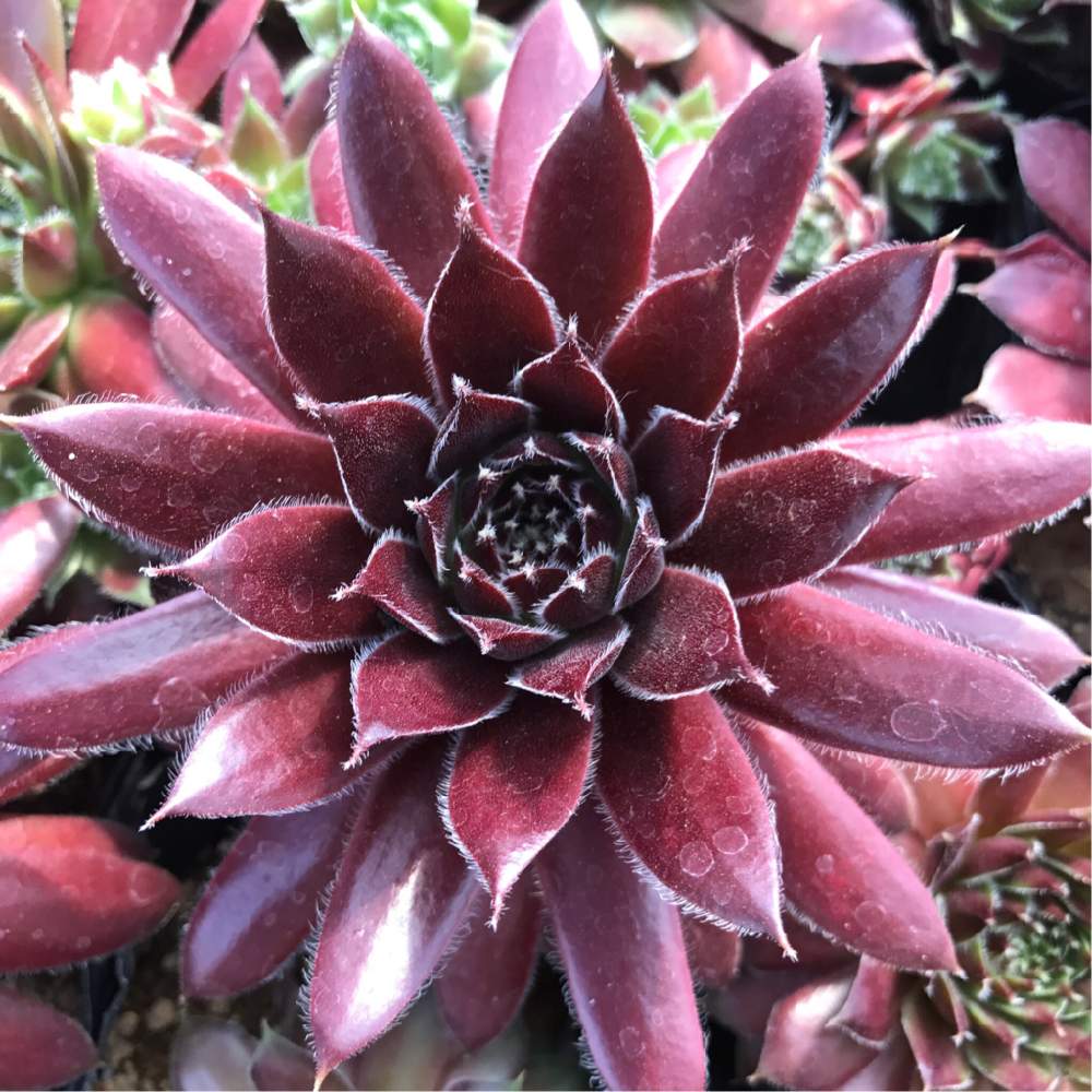 バルコニー/ベランダの画像 by 多肉植物専門店ビスタさん | バルコニー/ベランダと令和最初の植物と多肉植物と多肉男子と観葉植物とお誘いとGS映えと梅雨明け楽しみとジャンヌダルク センペルとセンペルビウム属と今日の一枚と植物男子ベランダーと多肉女子とナウシカとタニラーとセンペルビブムとガーデニングと珍奇植物と花のある暮らしと家庭菜園奮闘日記と多肉初心者とバルコニスト