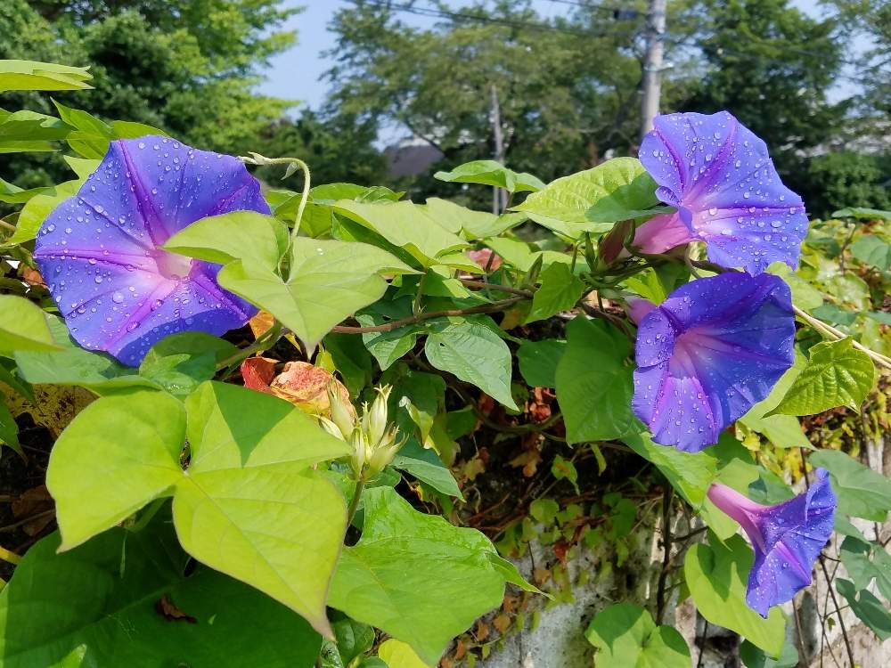 の画像 by ユーコロさん | 花のある暮らしとあさがお☆