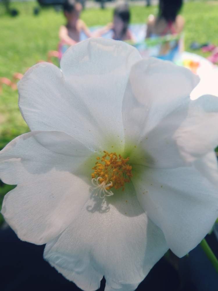 の画像 by aaさん | 大輪マツバボタンとマツバボタンとみどりのある暮らしと季節のお花とお庭の植物ときれいな色と鉢植えと観察中と九州北部と花のある暮らしとかわいいとしべ好きと夏でも元気な花フォトコンと白い花