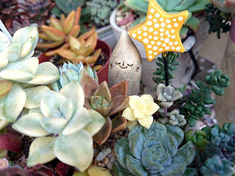 バルコニー/ベランダの画像 by 慧(けい)さん | バルコニー/ベランダと多肉植物とボタニカルと狭いベランダと多肉女子と狭いなりに楽しむベランダガーデンとバルコニスト