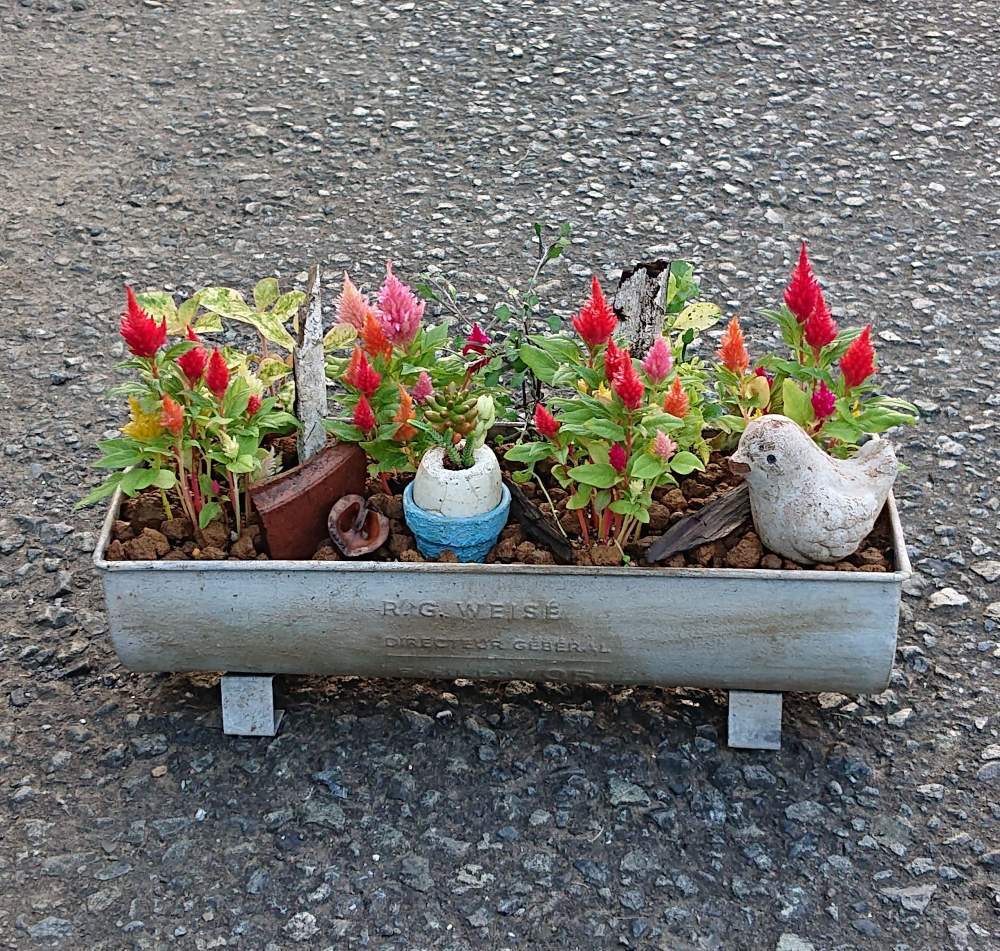 小さな庭の画像 by 時遊人さん | 小さな庭と寄せ植えと花のある暮らしとブリキの鉢とケイトウ✿