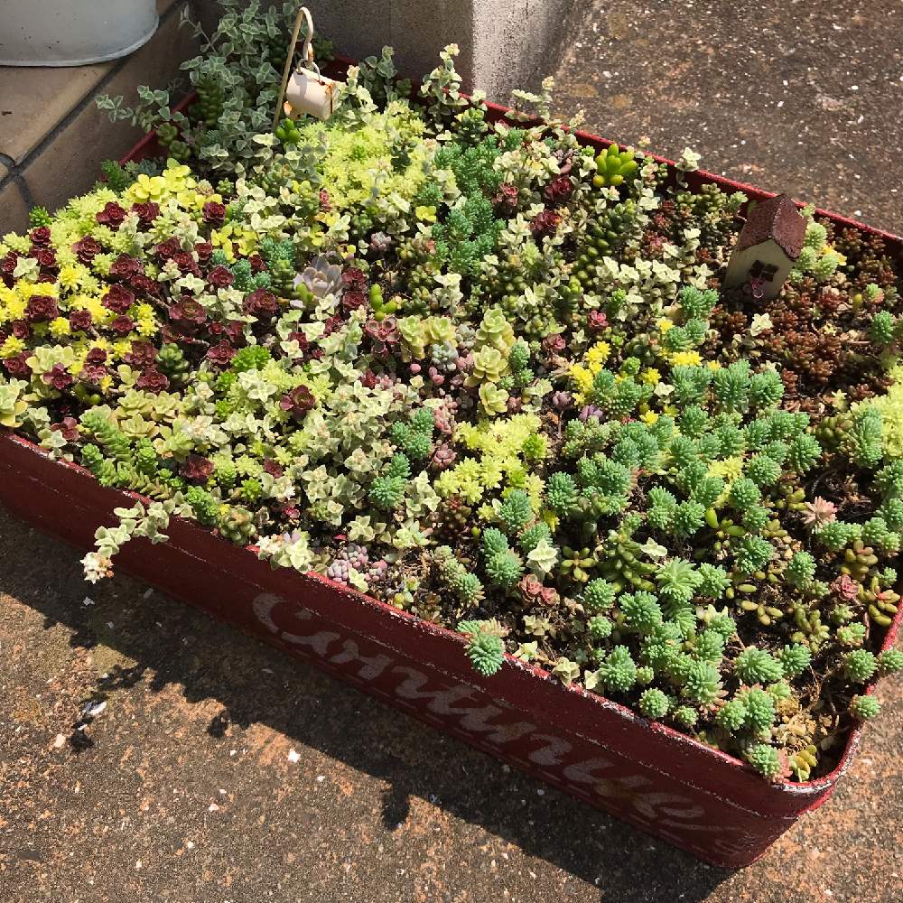 玄関の画像 by ktstmmさん | 玄関とリトルミッシーと多肉中毒と多肉植物とセダム寄植えとリメ缶・リメ鉢とタニラーとセダムミックス丼と多肉寄せ植えとセダム畑