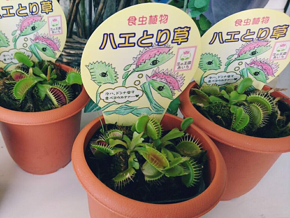 部屋の画像 by 花仙さん | 部屋と観葉植物がスキと花のある暮らしとショップと食中植物とお花好きの人と繋がりたい