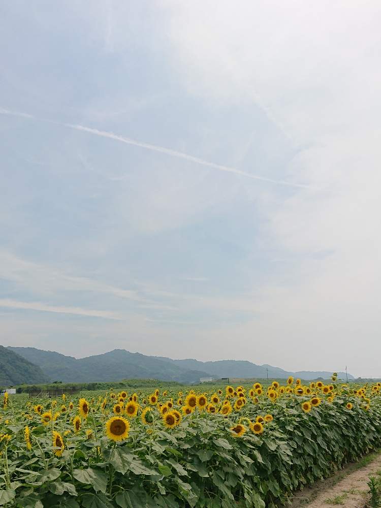 お出かけ先の画像 by しぃさん | お出かけ先とOMTN©と前に進もう!晴れの国☀️