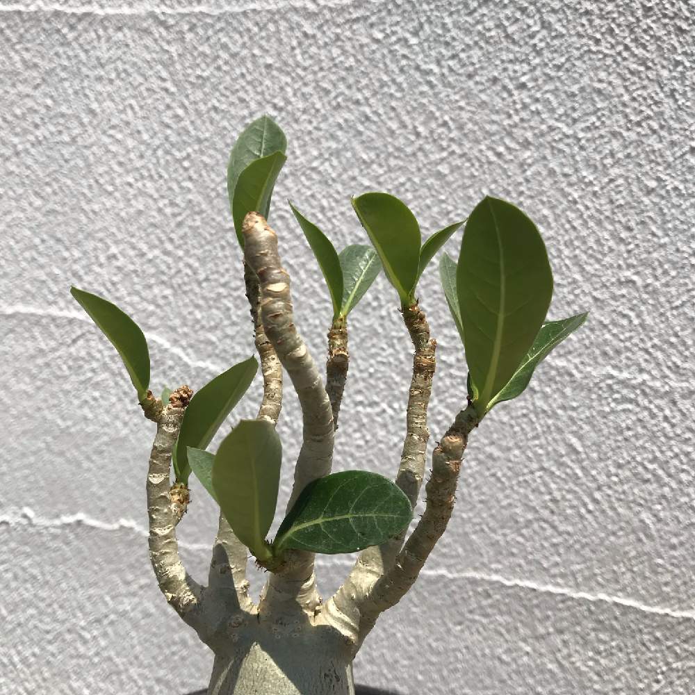 の画像 by ®️eNさん | アデニウムとフォルムフェチと植欲旺盛と塊根植物と元気と夏だとかわいいヤツとおおきくなあれとコーデックス