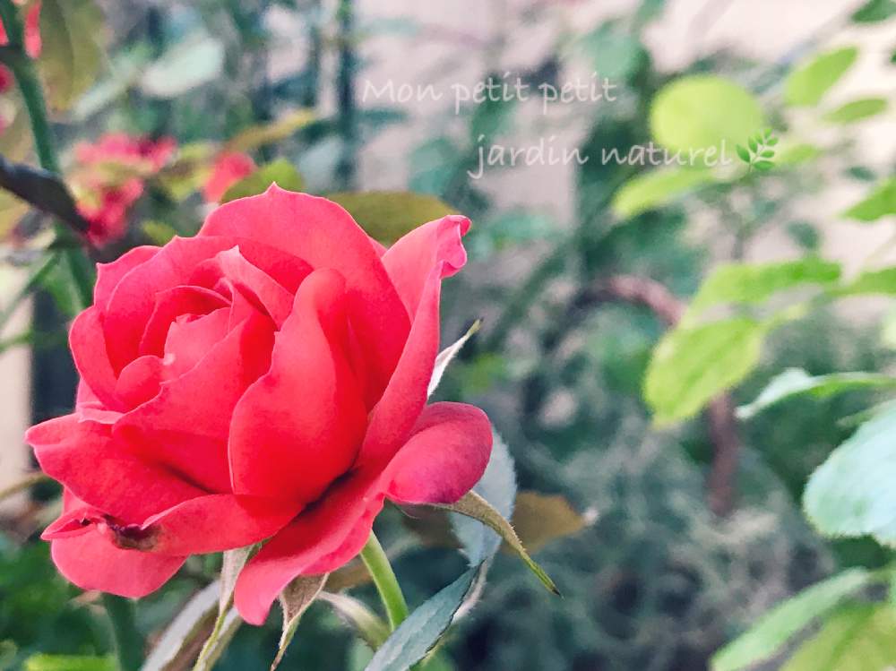 バルコニー/ベランダの画像 by ✿ natu. ✿さん | バルコニー/ベランダとmy garden♬と素敵な出逢いに感謝♬と大切に…と優しい香りと感謝の気持ち♬と限られた時間♬とお仕事がんばる‼️と幸せ❣️とありがとう❣️と花のある暮らしとひとりごととkeep smiling❣️と元気♬とnatural ♬と癒し時間♬