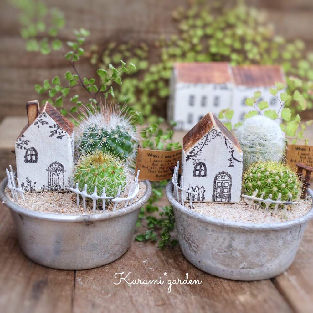の画像 by くるみ*さん | アジアンタムとサボテン寄せ植えと箱庭 サボテンとヴィンテージカップと可愛いサボテンとサボテン科とcactusと小さな箱庭とサボテンガーデンと手のひらガーデンと手作りの庭とナチュラルガーデンと暮らしを楽しむとくるみガーデンとサボテンの寄せ植えとlove cactusとサボテンの箱庭と暮らしに癒しをと古道具×greenとKurumi*gardenと赤ちゃんサボテンとミニミニハウスとサボテンのある暮らし