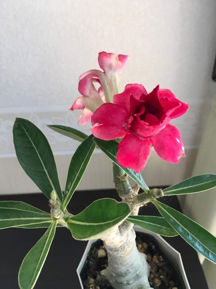 部屋の画像 by HTさん | 部屋と薔薇に魅せられてと砂漠の薔薇 アデニウムと花のある暮らしとアデニウム☆と薔薇の花