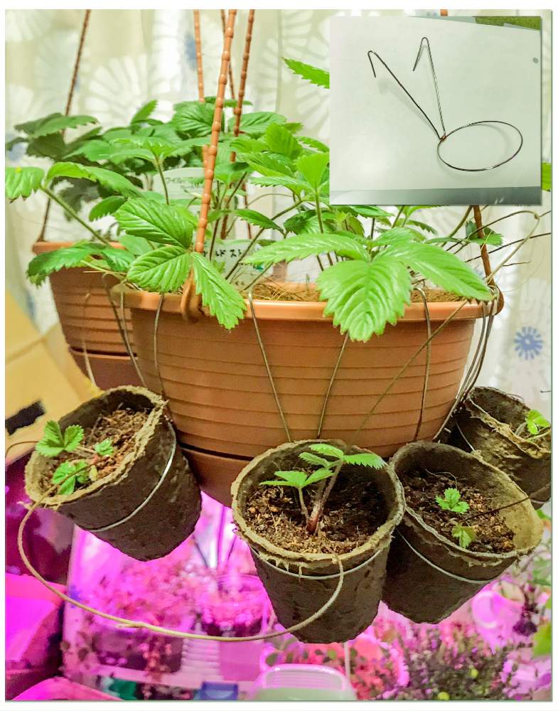部屋の画像 by エインスさん | 部屋と白実ワイルドストロベリーとせっかちは禁止とハンキング いちごと植欲と食欲と伸び代はある…はずとFランク栽培マンと花のある暮らしとベランダ菜園と ワイルドストロベリーと家庭菜園奮闘日記