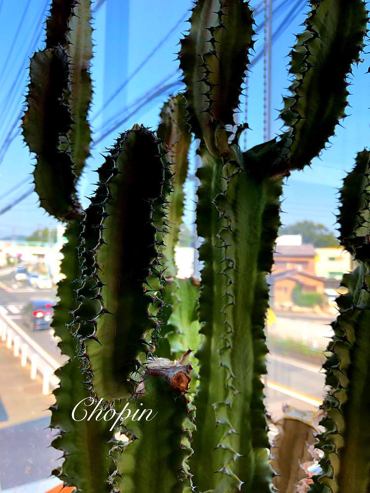 お出かけ先の画像 by Chopin(ショパン)さん | お出かけ先と多肉植物とサボテン科とトゲトゲと暑い!とサボテン☆と窓辺の植物たちと美容室とおでかけ先とサボさんとあなたのお名前は?とgreenと青空とあおぞらとiPhone撮影とツンツンとチクチクとトゲトゲチクチク!とチクっ