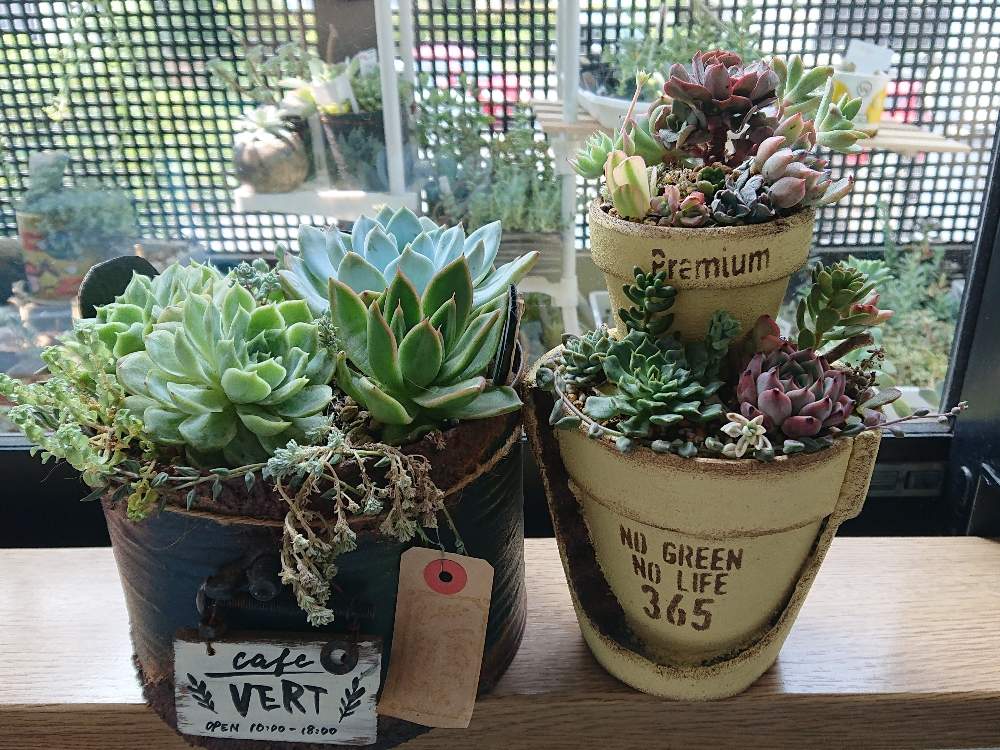 部屋の画像 by しぃさん | 部屋と多肉植物とmaiちゃんのリメ缶とOMTN©と成長記録と前に進もう!晴れの国☀️と多肉寄せ植え