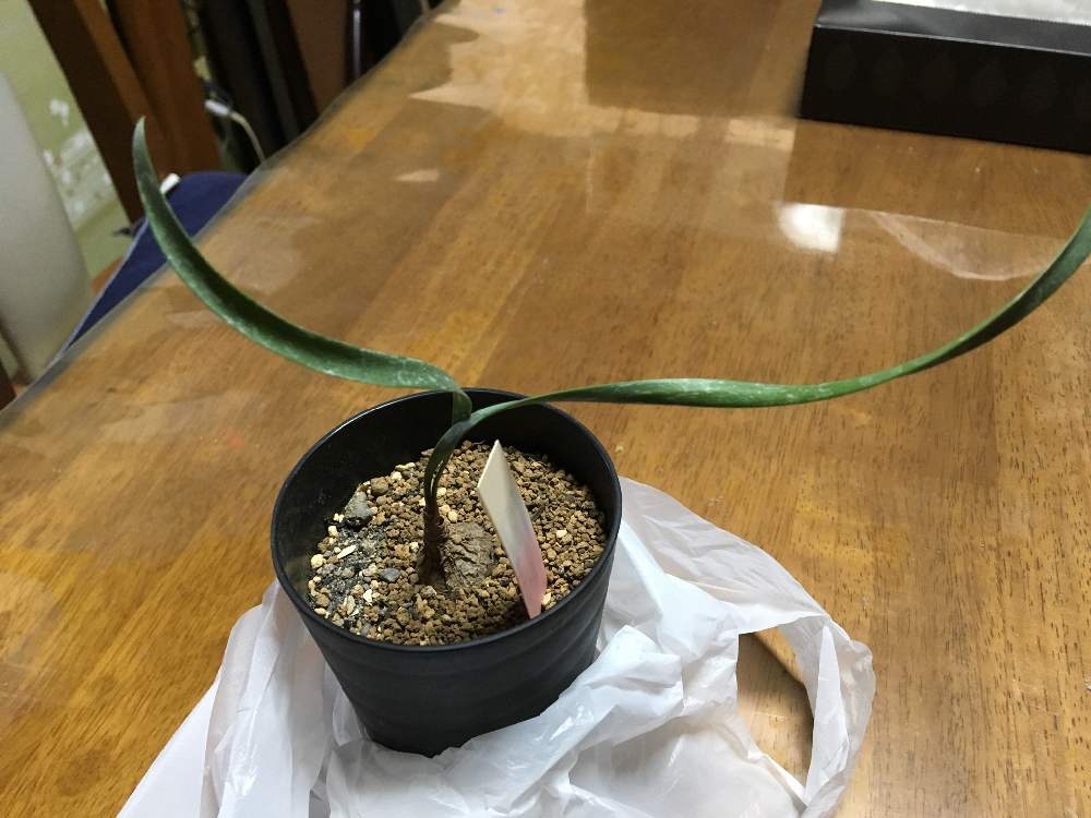 小さな庭の画像 by 紫珠さん | 小さな庭とキルタンサスとキルタンサス スピラリスとキルタンサス属とスマホ撮影とグリーンのある暮らしと南アフリカ原産とヒガンバナ科とケープバルブと花のある暮らしと球根植物と南アフリカ球根と今井カクタスとiPhone撮影