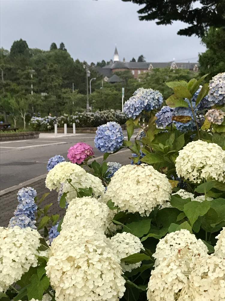 お出かけ先の画像 by 幸さん | お出かけ先と花のある暮らしとあじさい公園