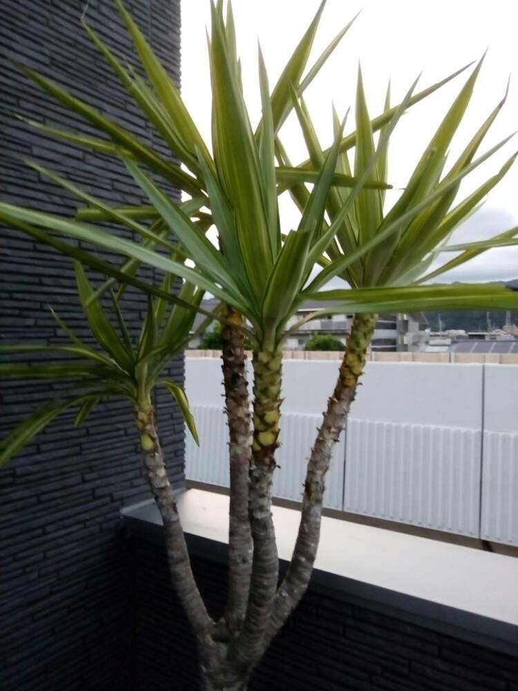 テラスの画像 by シゲルさん | テラスとユッカエレファンティペスと令和最初の植物と観葉植物と南国とシェードガーデンと花壇と梅雨明け楽しみと水槽と熱帯魚と多肉女子とGreenSnapmarcheとヤシと花のある暮らしと日陰の庭とベランダ菜園と家庭菜園奮闘日記とアクアリウムとGREEN UP!とバルコニスト