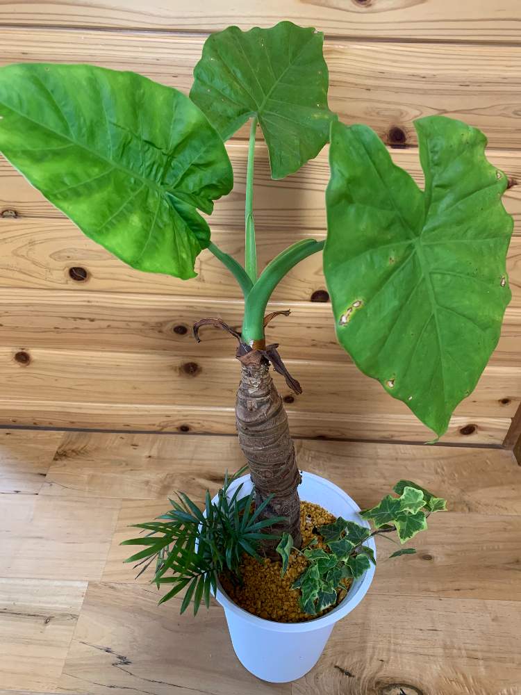 の画像 by ヨウコさん | クワズイモとテーブルヤシとアイビーと観葉植物と観葉植物の寄せ植えと見切り品