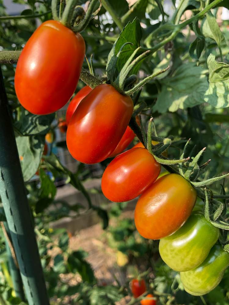 畑の画像 by rainbowさん | 畑とミニトマトと家庭菜園奮闘日記と夏野菜フォトコン2019と季節の野菜を楽しむ