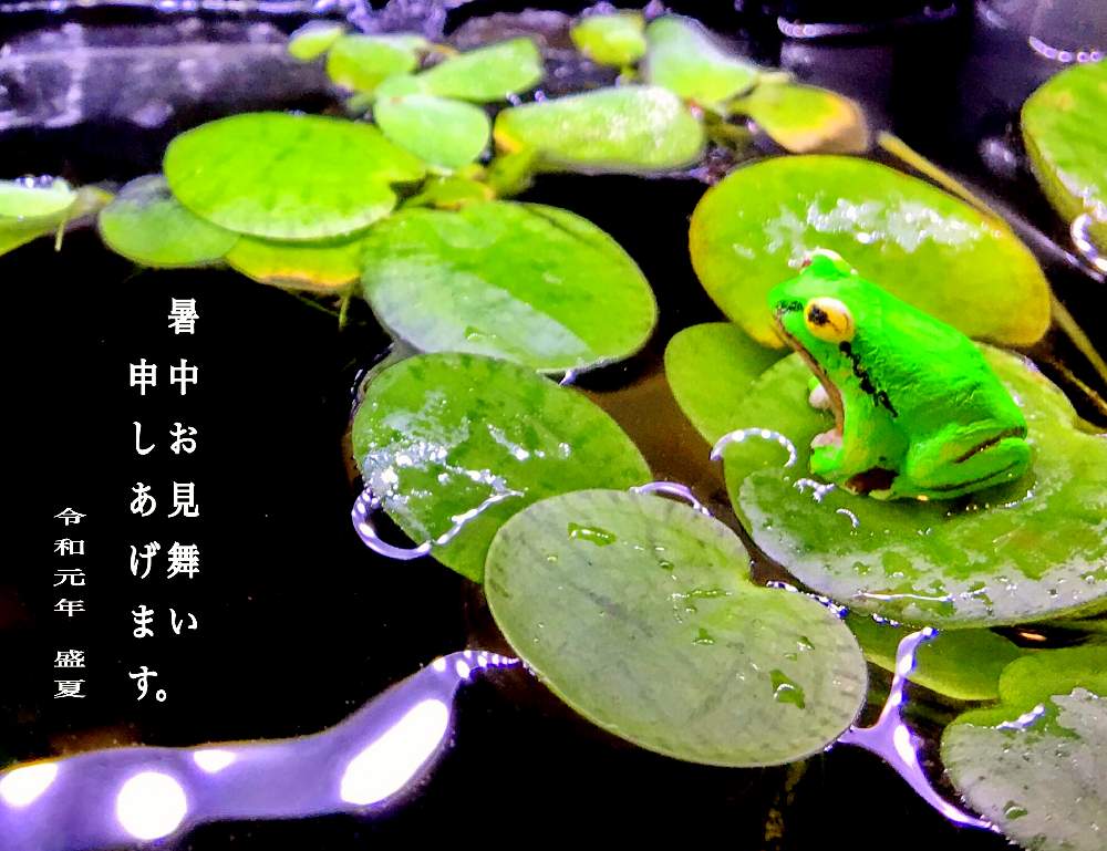 部屋の画像 by sena78さん | 部屋とみどりのある暮らしとカエルちゃんとカエル雑貨☆と水草水槽と沖縄とGS映えとGSミニモニ。と水槽と熱帯魚とかえるの置物と多肉女子と沖縄タニラーと沖縄北部とアマゾンフロッグピット☆と水草とボタニカルスポット2019夏とカエルいるー。と夫婦揃って植中毒とカエルとGS植物うちなーぐち会と暑中お見舞い