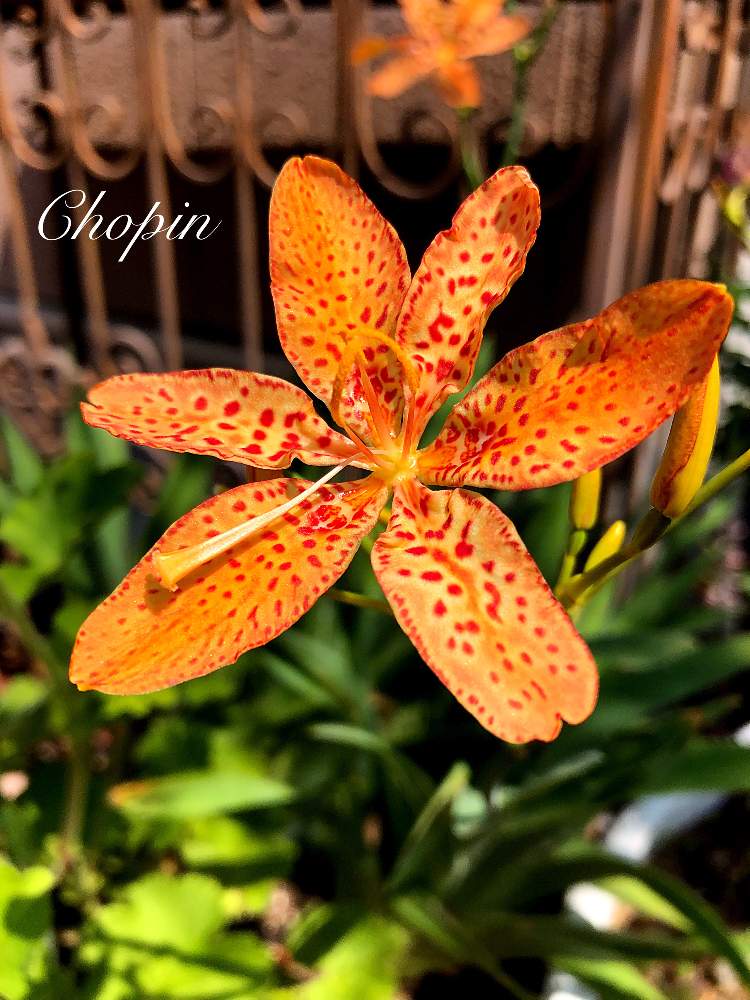 の画像 by Chopin(ショパン)さん | ヒオウギと暑い!と模様と猛暑と夏の花と毒々しい植物と妖艶とオレンジの花と魅惑的とオレンジ色とひおうぎの花とエレガントとiPhone撮影とインパクトと今年もありがとう