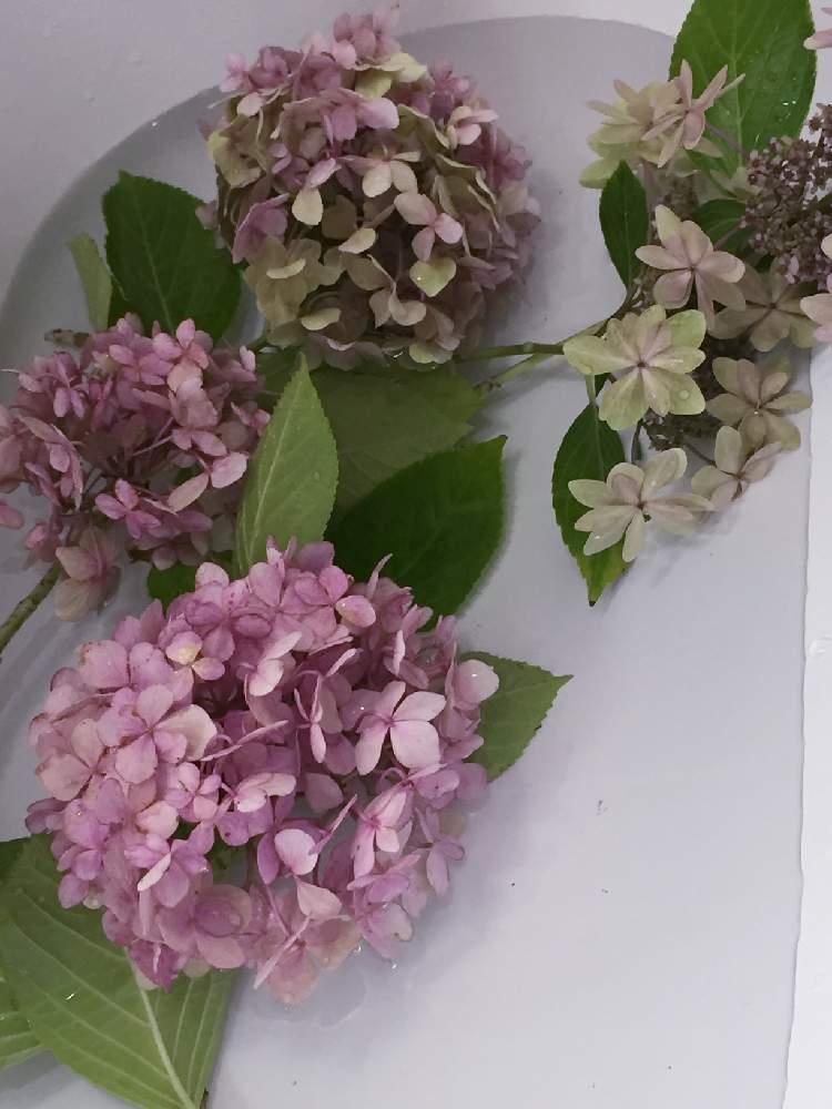 小さな庭の画像 by Flower✴︎さん | 小さな庭ところりん♫とイキイキ 元気とGS映えとアナベル 紫陽花と感謝♡ありがとう♡と花のある暮らしとかわいいと家庭菜園奮闘日記と素敵インテリア♡と癒し♡と可愛い♡