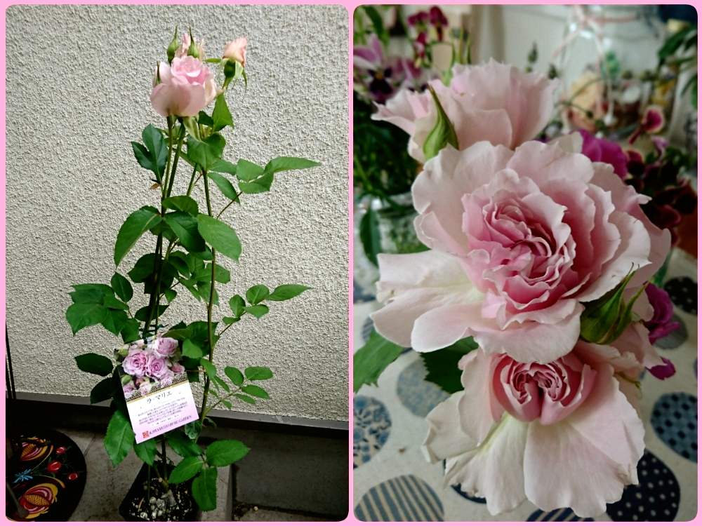 小さな庭の画像 by ココさん | 小さな庭とやわらかな色とばら バラ 薔薇と一目惚れと華やかと美しいと楽しみと可愛いとうれしい♪と花のある暮らしと優しい雰囲気と好きなお花