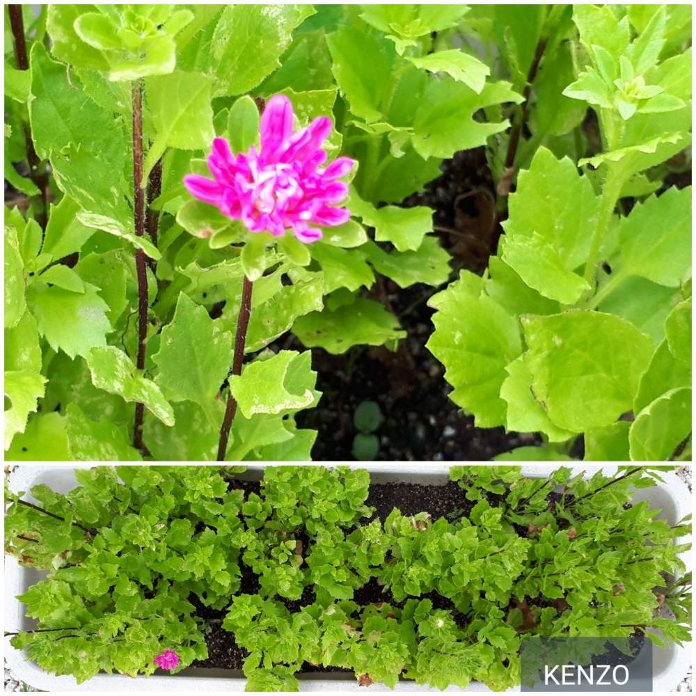 小さな庭の画像 by SENTIMENTAL-BOYさん | 小さな庭と観葉植物と植物のある暮らしと山野草と梅雨明け楽しみと植え付けと植物の葉の形とワイルドフラワーの種類と庭のある暮らしと季節の変わり目と鉢植えと花好きと花のある暮らしと春夏秋冬と暮らしの仲間たちと高山植物類と旬の花