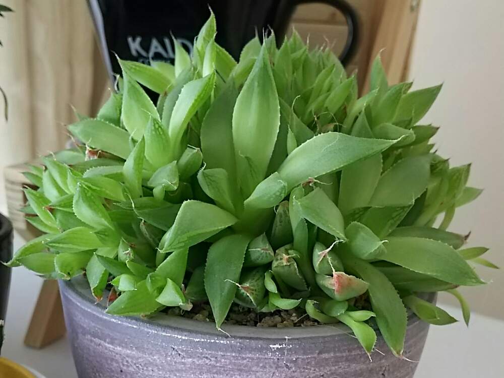 部屋の画像 by さすけくんさん | 部屋と多肉植物とハオルチア属とハオルチア・宝草