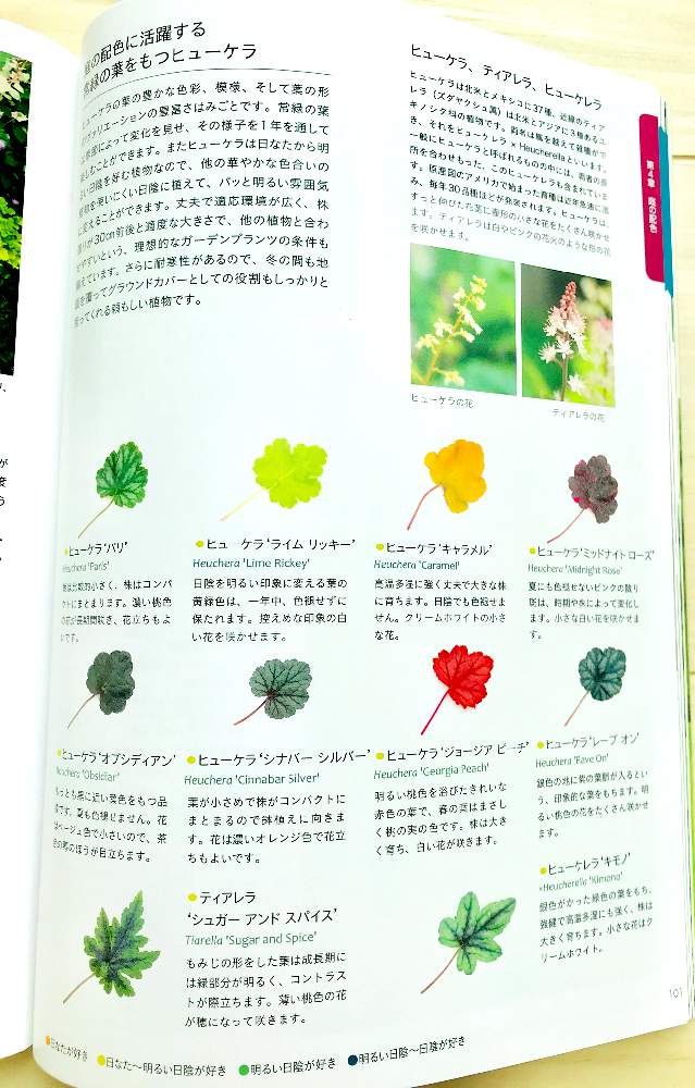 の画像 by ⭐️コーンフラワー⭐️さん | ヒューケラ♪とティアレアの花とズダヤクシュ★とズダヤクシュ属とむらさきじんじそうとヒューケラ大好きとカラーリーフ