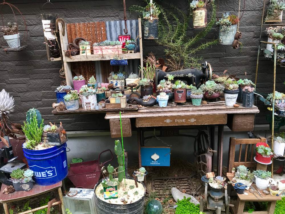 小さな庭の画像 by なおみさん | 小さな庭と多肉植物と雰囲気づくりと暑い!とセダム!とサビサビとジャンクとわが家の多肉スペースと多肉植物寄せ植えと多肉いじりたいと もこもこと癒し空間とお家モチーフと可愛いと古道具とジャンクガーデンと夏休みと多肉植物 エケベリアと可愛い鉢