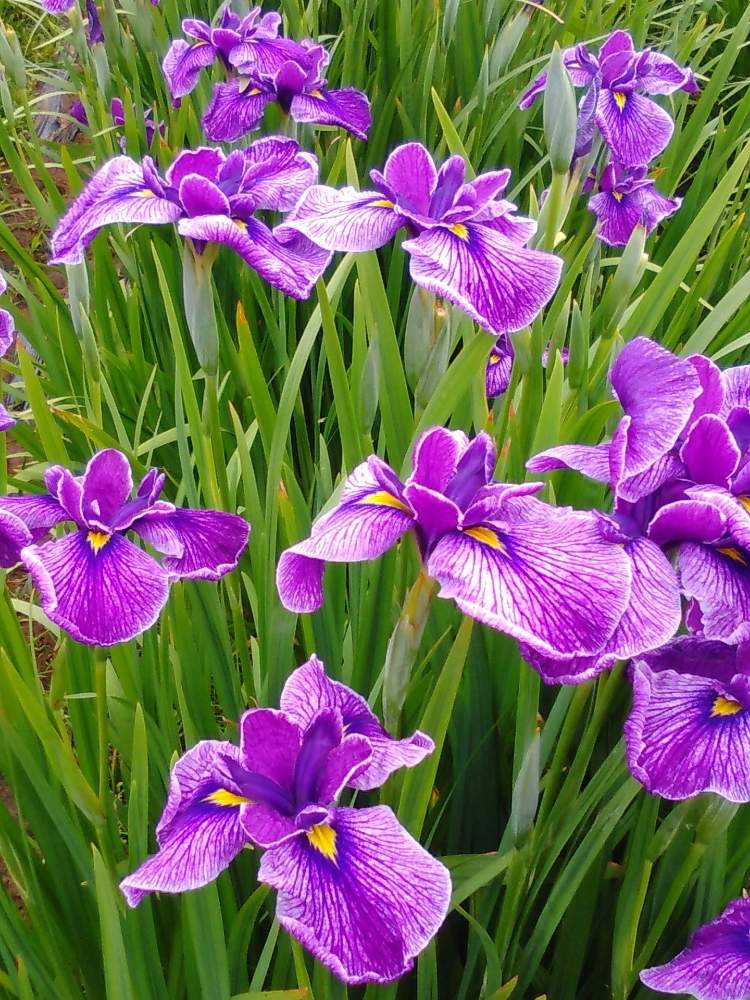お出かけ先の画像 by オアシス☆さん | お出かけ先と花菖蒲と涼しげとムラサキの花とリラックス✨と深呼吸といやされる