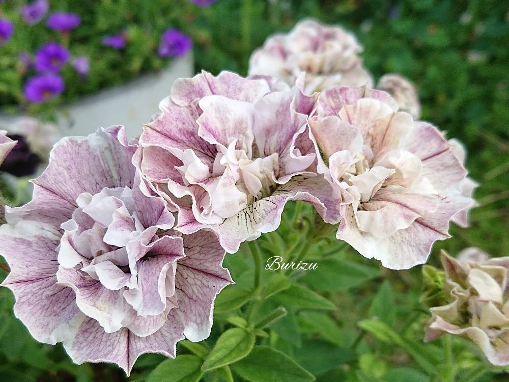 の画像 by ブリズさん | ペチュニアジュリエットモダンホワイトと庭の花とGS映えと花好きな人と繋がりたいと花のある暮らしと花が好き