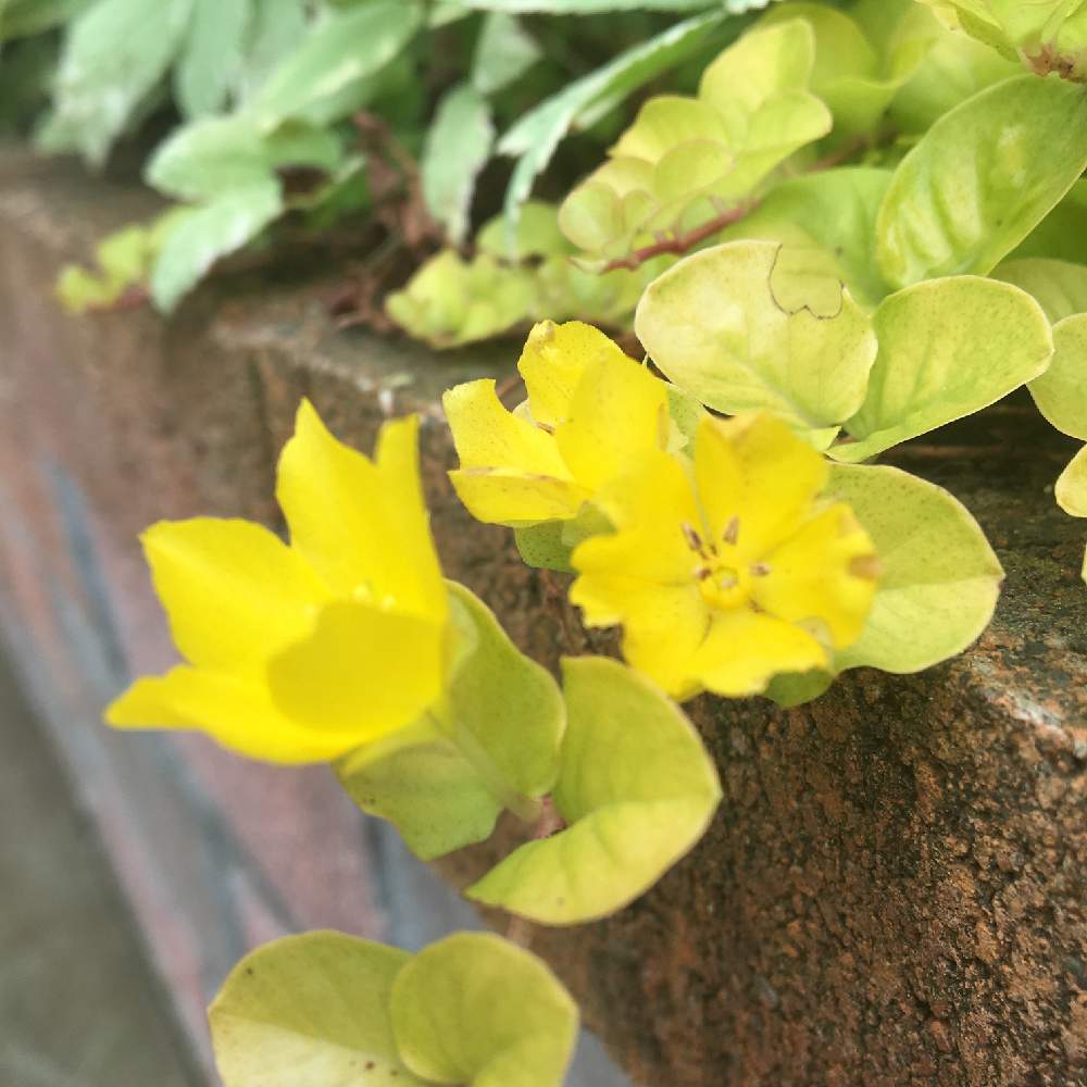 小さな庭の画像 by ゆみえさん | 小さな庭とリシマキアと頂いた植物と花のある暮らしと名前を教えてくださいとGREEN UP!