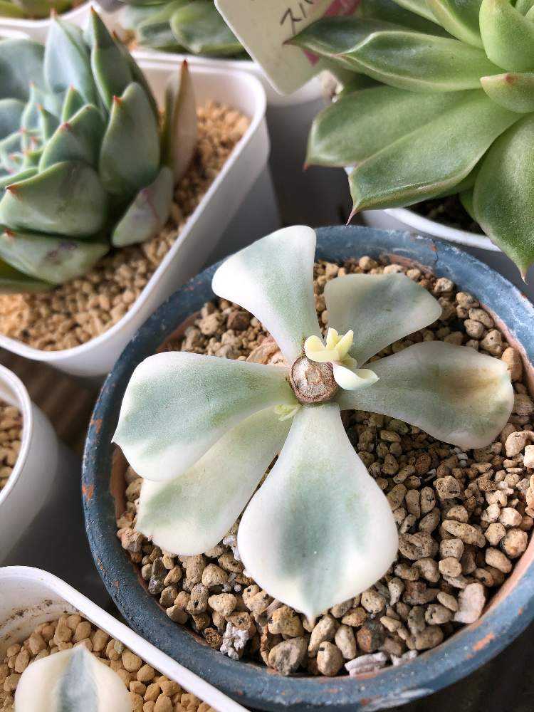 バルコニー/ベランダの画像 by Misakiさん | バルコニー/ベランダとルノーディーンと多肉植物とSucculentgardenMisakiと嬉しいな♡と多肉大好きと多肉植物の花とchiku select苗とルノーディーン。と多肉女子と夏越し頑張るとみどりのまとめと夏越し多肉とエケベリア属 ルノーディーン。と多肉植物アレンジメントインストラクターとかわいいな♡と千葉タニラーと斑入り。