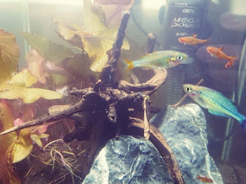 玄関の画像 by ダイジュさん | 玄関とタイニムファと水草と水槽と熱帯魚とニムファと熱帯スイレン。