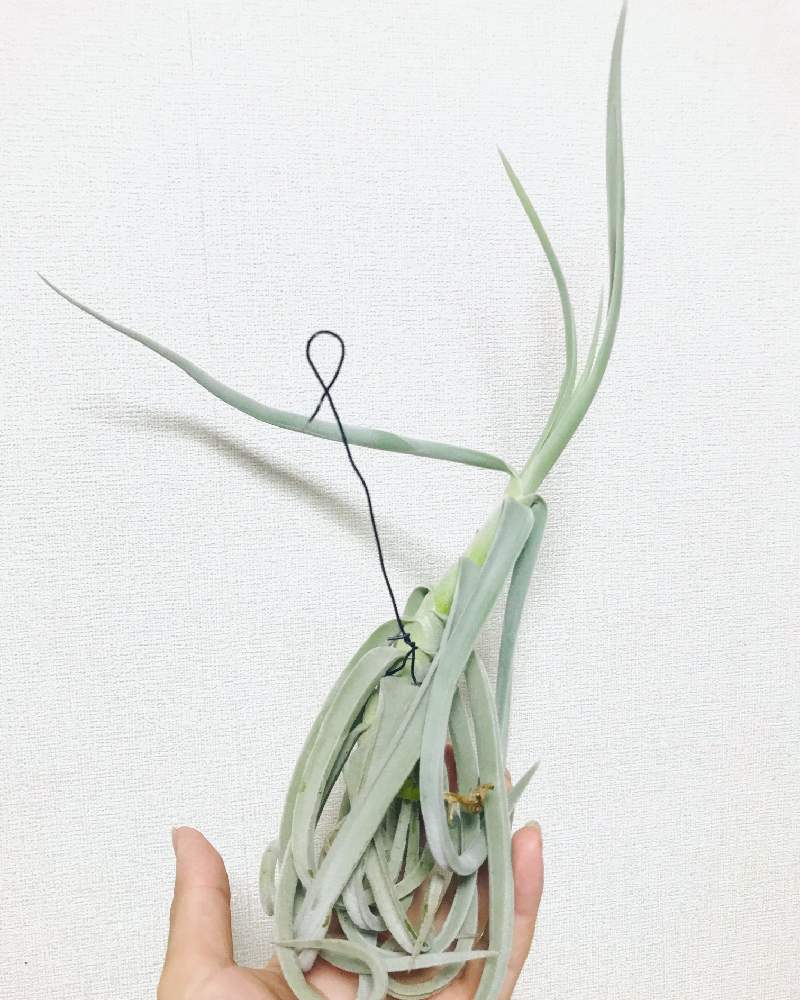 部屋の画像 by しもしもさん | 部屋とデュラティと緑のある暮らしとプロトリーフと植欲が止まらないとチランジア デュラティ