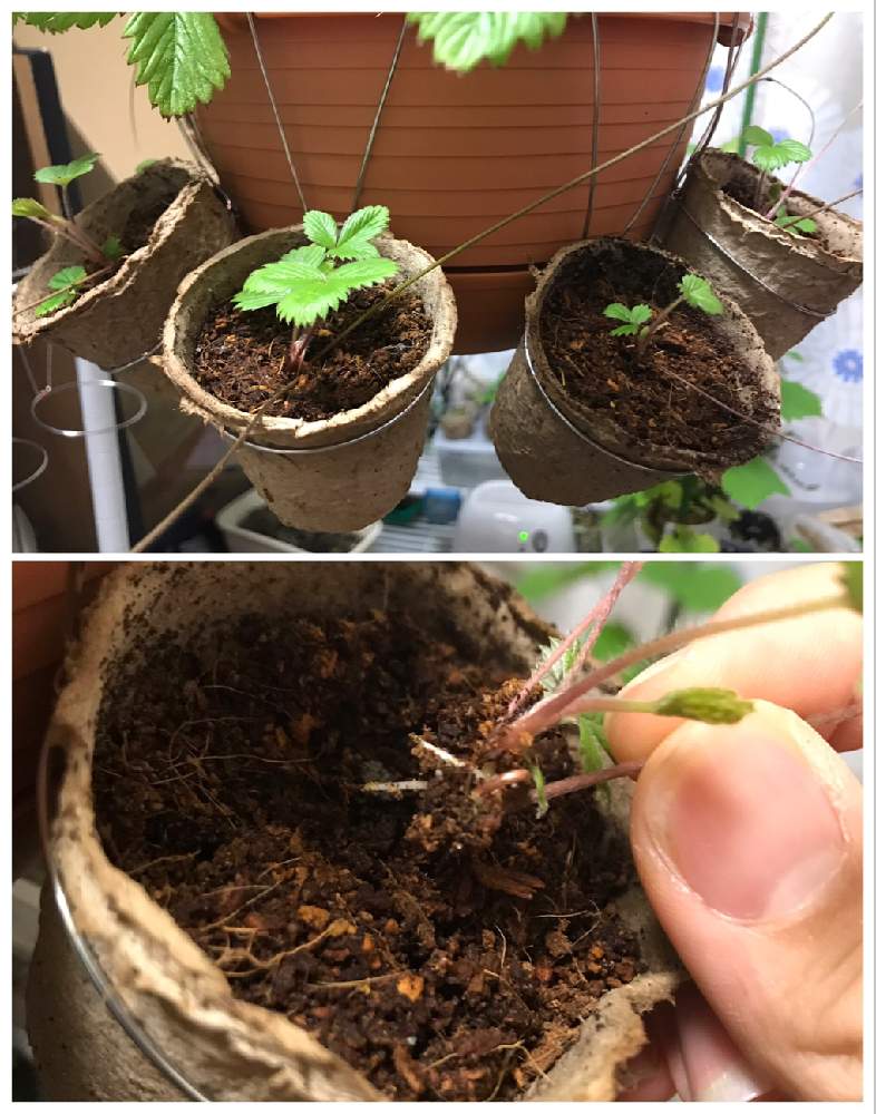 部屋の画像 by エインスさん | 部屋と白実ワイルドストロベリーとせっかちは禁止とハンキング いちごと植欲と食欲と伸び代はある…はずとFランク栽培マンと ワイルドストロベリーと窓際栽培